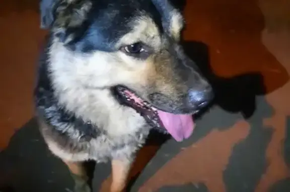 Найдена собака на Карла-Маркса 487 в Самаре