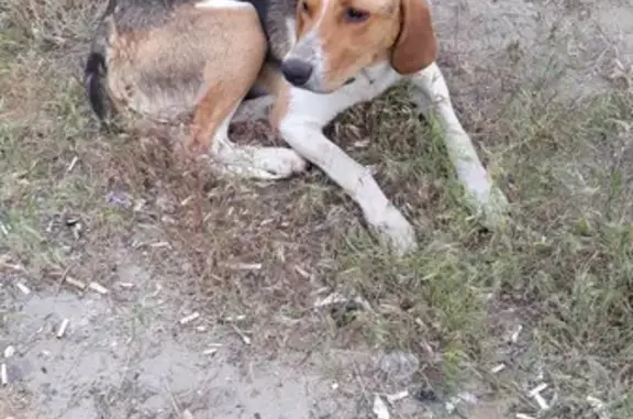 Собака найдена на шоссе Авиаторов, Волгоград