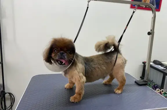 Собаки потеряшки, Ульяновск, фото: Потеряшка собака в Кадышево, Татарстан, 28 мая, возраст 14 лет, рыжий окрас.