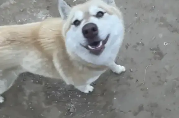 Собака Рыжая хаски найдена на Безжонова, 82 к1, Астрахань