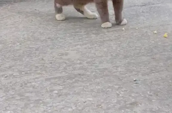 Найдена кошка на улице Ойунского, Якутск