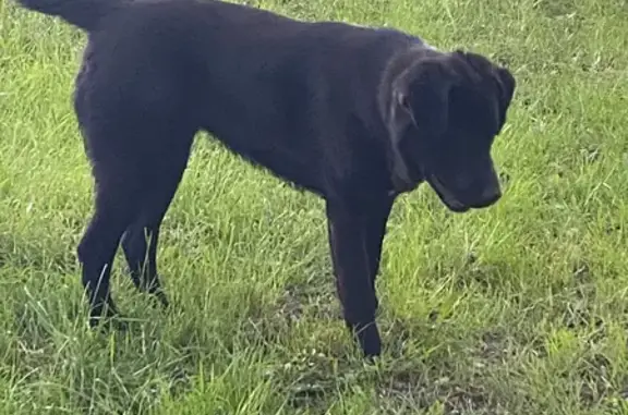 Найдена собака на улице Советской, Голицыно