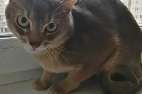 Найдена абиссинская кошка в доме 2 на Лучистой улице