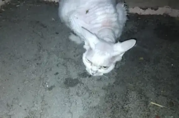 Найдена кошка в районе Уюта-Макдональдса, порода сфинкс-браш.