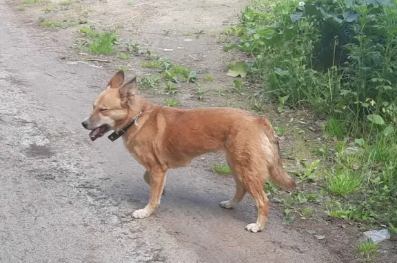 Собака потерялась на Центральной улице, Казань