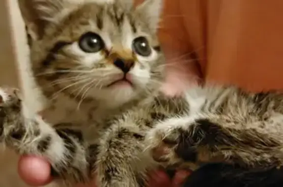 Найдена кошка Котёнок в Краснодарском крае