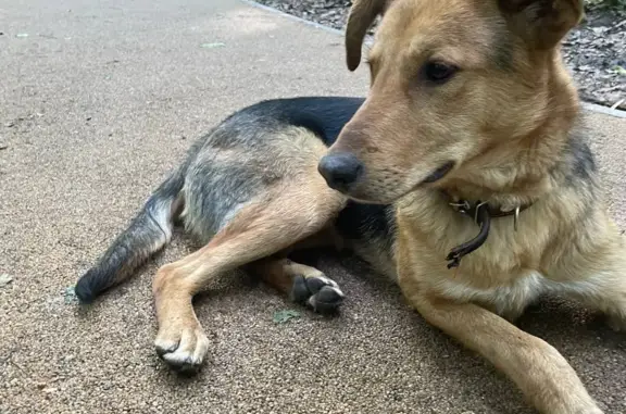 Найдена собака в Парке Покровское-Стрешнево на Иваньковском шоссе