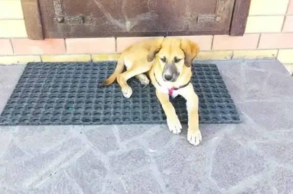Найдена собака на ул. Юности 34 в Тюмени