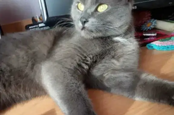 Кошки потеряшки, Ярославль, фото: Потеряшка кот на Пионерской, Ярославль