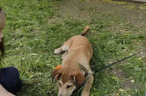 Найден щенок на Привольной, 9 к1, Москва