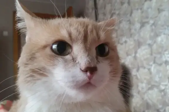 Пропал рыжий кот возрастом 17 лет в Березовском сельсовете, Новосибирская область