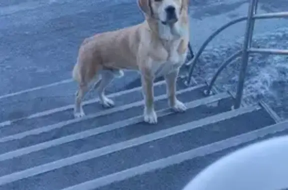 Пропала собака на Красноармейской 19 в Находке