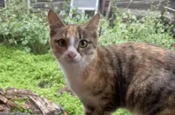Пропала кошка на Широкой, Чита (29 мая)