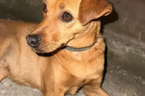 Собака-дворняшка найдена на улице Калараша, 97 в Туапсе.