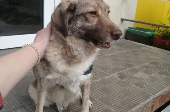 Найдена собака на Демидовской, Тула