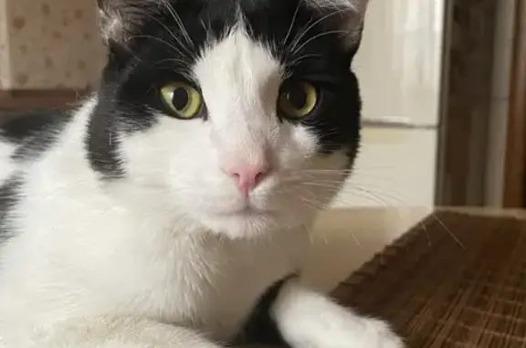 Пропала черно-белая кошка на участке в Саратове