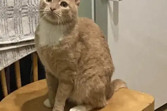Пропала кошка Кот в Московской области