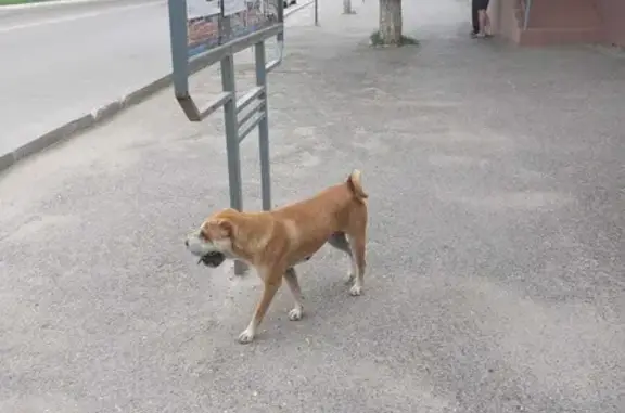 Собака найдена на улице Пушкина, 22 в Элисте
