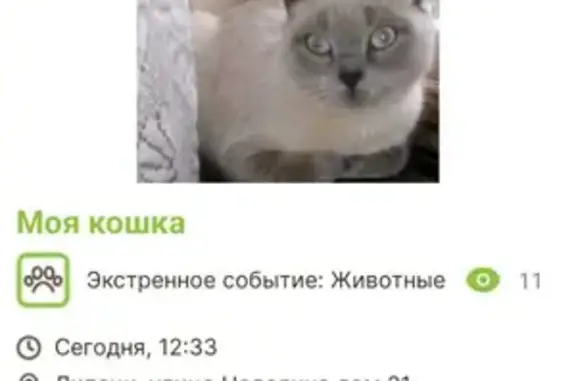Пропала кошка на Советской, Липецк: агрессивная, нуждается в своем хозяине.