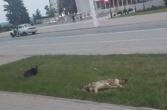 Потерянные собаки на Красной улице