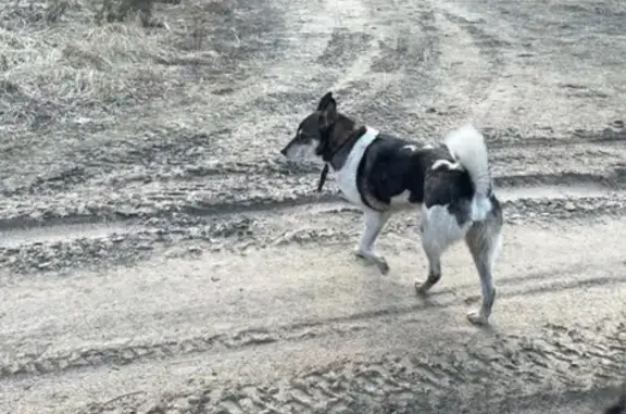 Пропали собаки в Первомайске, ул. Ленина, 66 - photo