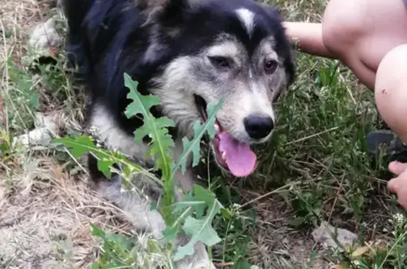 Молодая собака с ошейником на улице Поддубного, 25