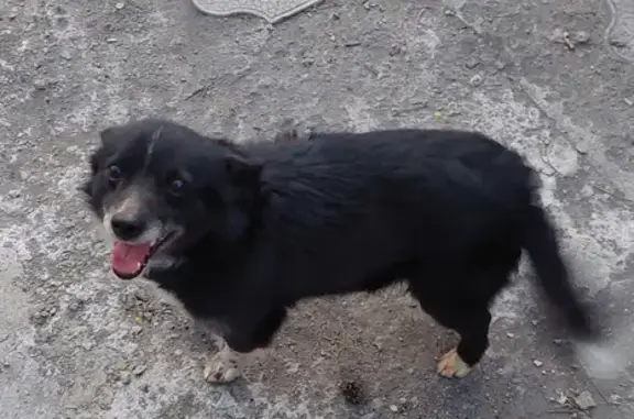 Пропала собака на ул. Крупской в Славгороде