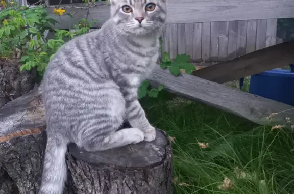 Пропала кошка Котик Тишка на Железнодорожной ул. в Моршанске.