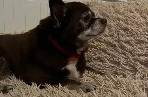 Собаки потеряшки, Лужки, фото: Потеряшка собака Понтий в Московской области