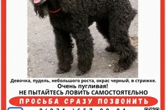 Собаки потеряшки, Санкт-Петербург, фото: Потеряшка чёрная миниатюрная пудель, видели на Чугунной, найдена на Комсомола 37.б