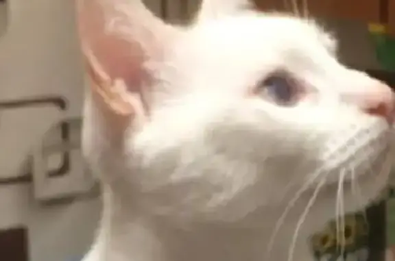 Пропала кошка на Народной улице, СПб, Белый кот с бельмом.
