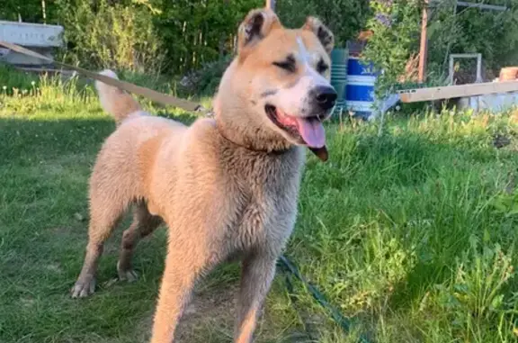 Найдена собака в Низинском поселении