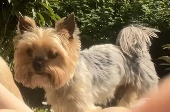 Пропала собака Мальчик в Московской области