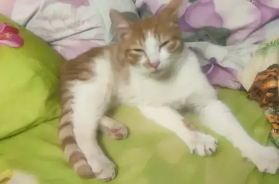 Найдена кошка с раной на улице Чичканова, Тамбов - SOS!
