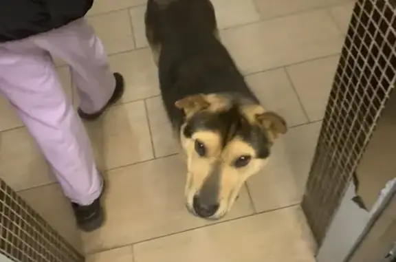 Собака найдена на Лунной 25 к3, Домодедово