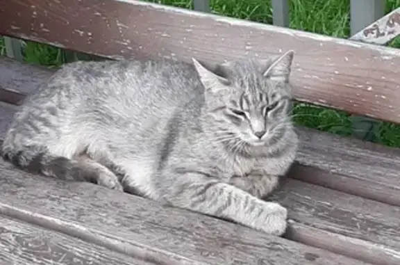 Найдена домашняя серая кошка на Исаковского, Москва