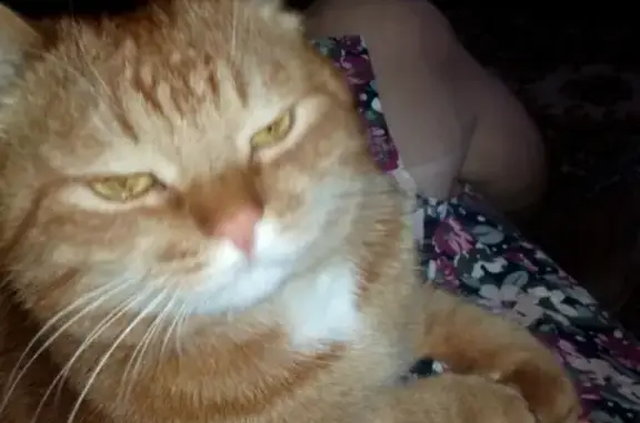 Кошки потеряшки, Ижевск, фото: Потеряшка кошка Васька, Школьная улица 38, Ижевск