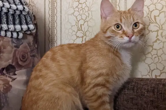 Найден рыжий кот на улице Подъячева, 33 в Дмитрове