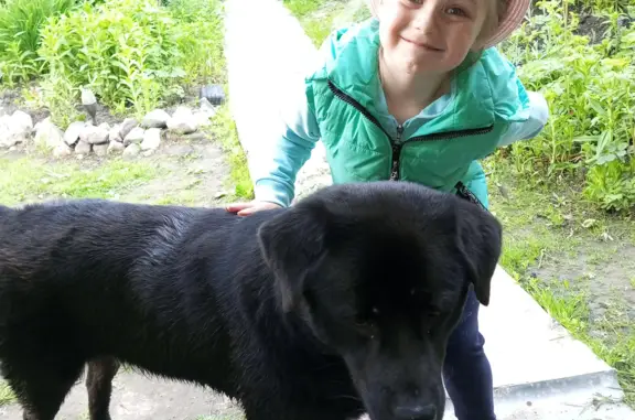 Найдена собака Лабрадор на трассе Тверь - Рождествено