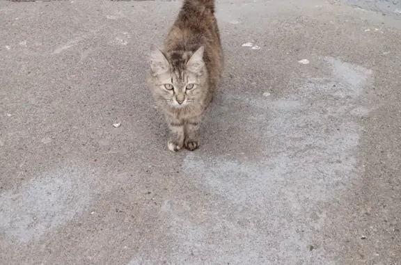 Найдена кошка в Казани на улице Азино 1