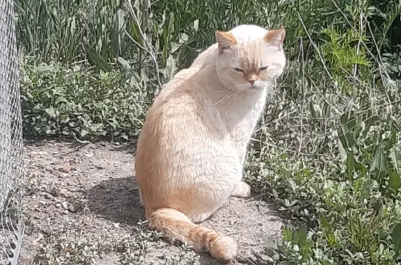 Найден ручной бело-рыжий кот на улице Сипайловская, Уфа