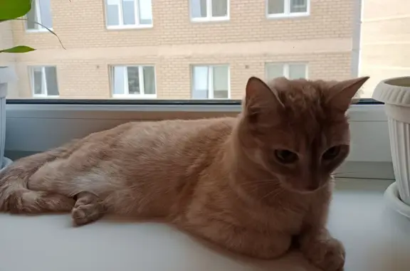 Найдена рыжая кошка на улице Дорожная, 24 мая