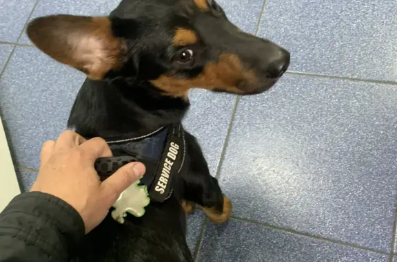 Найдена собака, Санкт-Петербург, фото: Собака ищет хозяев на аллее Поликарпова, 4 к1, СПб