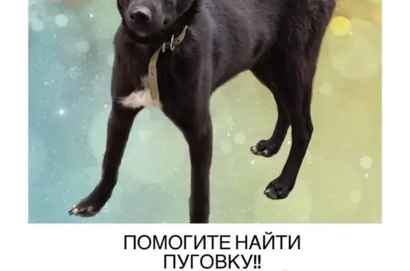Пропала собака на Комсомольской улице, Некрасовка
