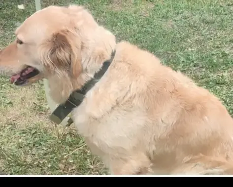 Найдена собака в Зубово, Башкортостан