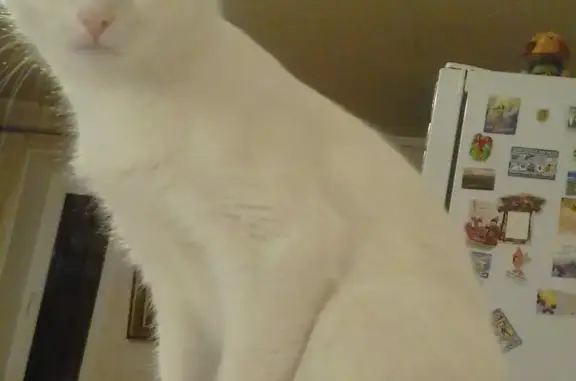 Кошки потеряшки, Санкт-Петербург, фото: Потеряшка белая кошка на пр. Наставников, Красногвардейский район (д. 20 к. 3)