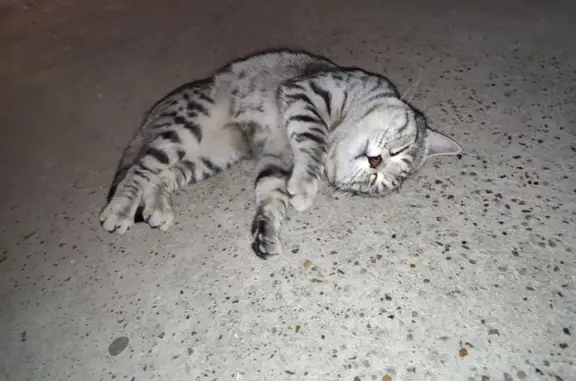 Найдена кошка на Молодёжном бульваре, 8 в Уфе