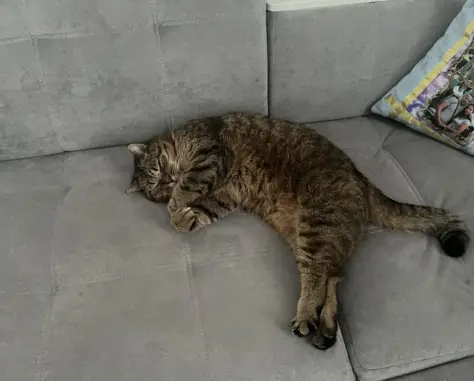 Кошки потеряшки, Киров, фото: Потеряшка кошка на улице Талица (Кировская область)