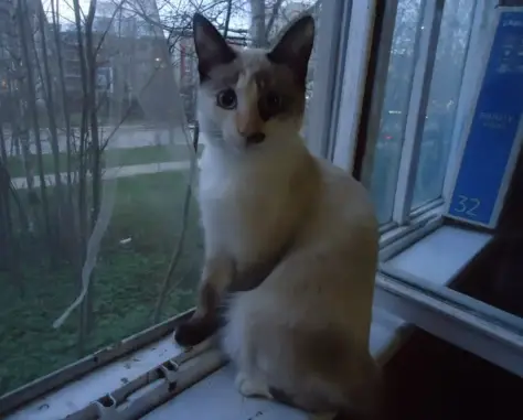 Пропала кошка на Морозова, 164, Сыктывкар.