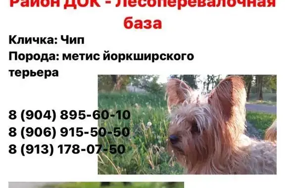 Пропала собака Чип на ул. Ключевская 101